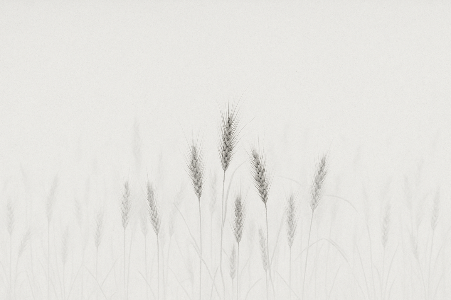 Campo_de_trigo